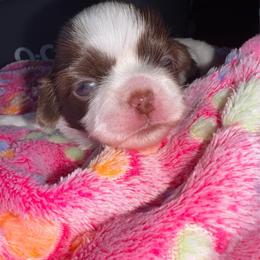 Infiniti - White female Shih Tzu puppy in San Tan Valley, Arizona from My Puppy Tzu
