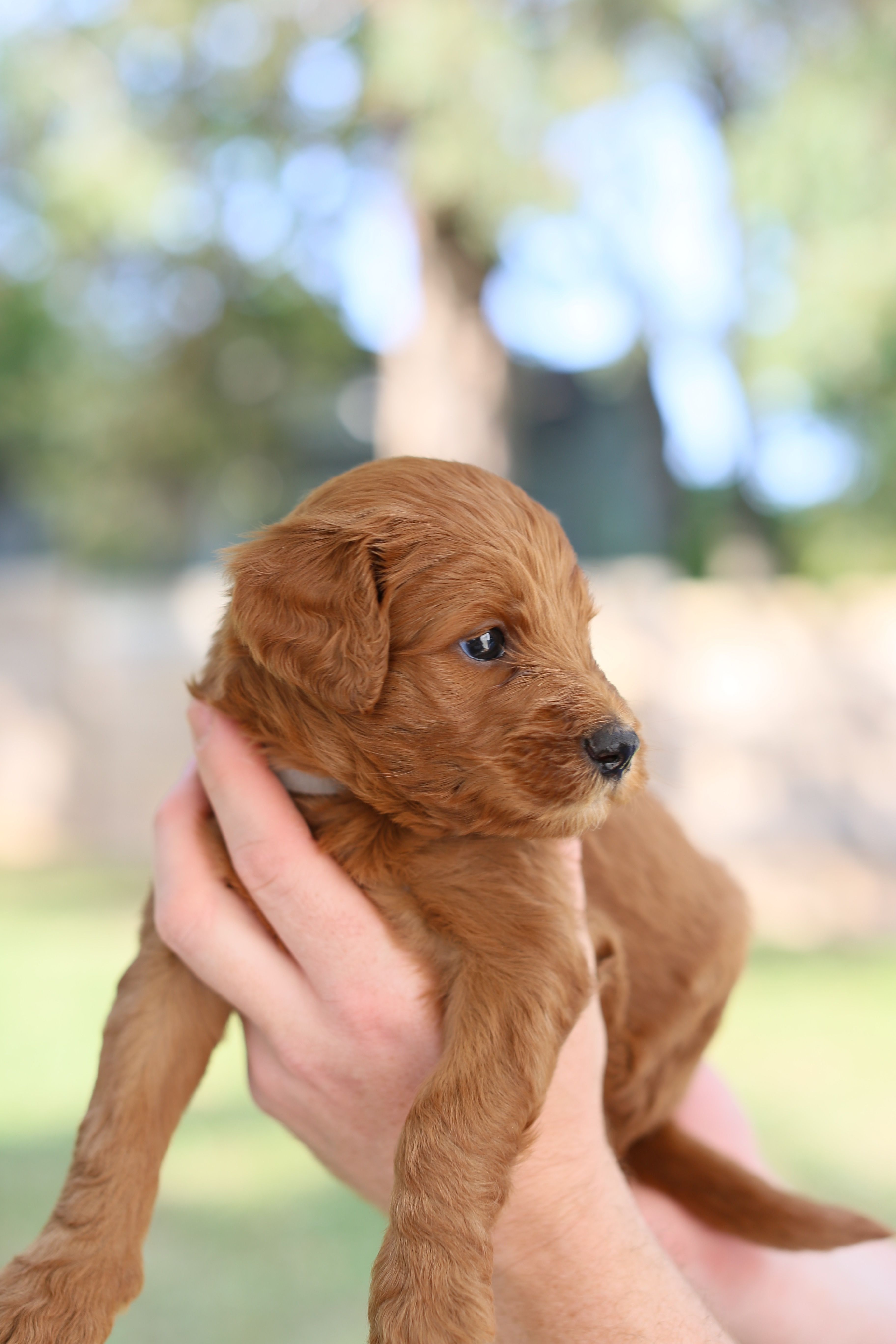 Dolly Doodle’s Doodles in Alabama Goldendoodle puppies Good Dog