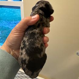 Boy 7 - Merle male Goldendoodle puppy in Ocala, Florida from The Treasured Puppies Department
