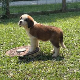Painted Lady - Orange and white female Saint Bernard puppy in Warrensburg, Missouri from Hirt House Saints