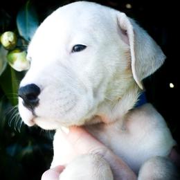 Blue collar- 'Eros' - White male Dogo Argentino puppy in San Diego, California from Debonair Dogos