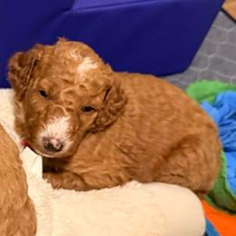 Trixie - Dark pink girl - Red  female Goldendoodle puppy in Puyallup, Washington from Dawnie’s Doodles