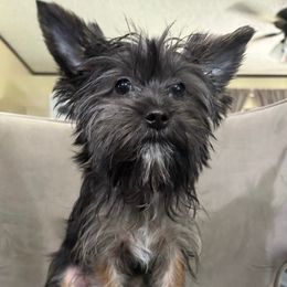 Tilly - Parti female Yorkshire Terrier puppy in Walker, Louisiana from Precious Yorkies