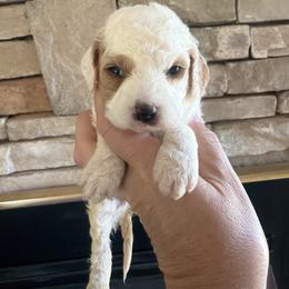 Flora - Red and white female Cockapoo puppy in Connersville, Indiana from MoonShine Babies
