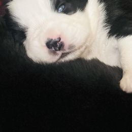 Boy 2 - Black & white male Miniature Australian Shepherd puppy in Pineville, Missouri from Sugarcreek AKC Miniature Australian Shepherds
