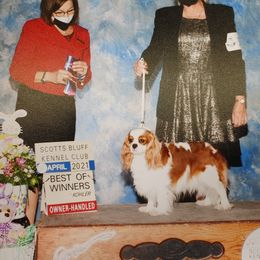 Abby - Cavalier King Charles Spaniel