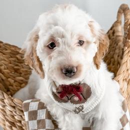 Hoodie - Parti male Goldendoodle puppy in Jamestown, Kentucky from Milk & Honey Doodles