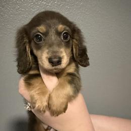 Dachshund puppies from White Oak Kennels