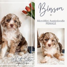 Blossom - Red merle female Aussiedoodle puppy in Shiocton, Wisconsin from White Star Acres