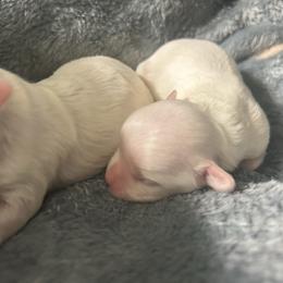 Hope - White female Maltese puppy in Coats, North Carolina from Angie's Puppies