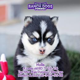 Hollis - Black and white male Pomsky puppy in Humeston, Iowa from M.A.R. Dogs