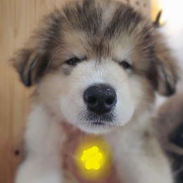 Alaskan Malamute Puppies from Coon Creek Alaskan Malamutes