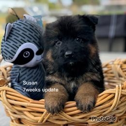 Susan - Black and red female German Shepherd puppy in Hesperia, California from Von Geesa