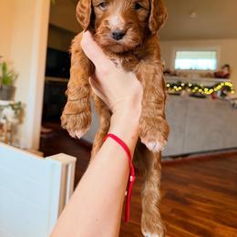Goldendoodle Puppies from Salt and Sage Doodles