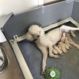 Poodle Puppies from Scotch Corner Standard Poodles