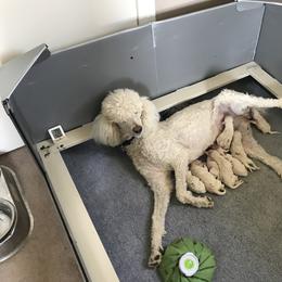 Poodle Puppies from Scotch Corner Standard Poodles
