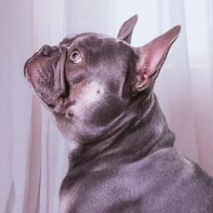 French Bulldogs from Exotic French Kisses