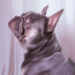 French Bulldogs from Exotic French Kisses