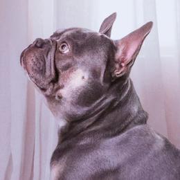 French Bulldogs from Exotic French Kisses