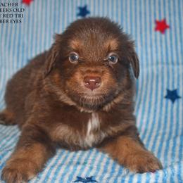 Preacher - Red tri male Miniature Australian Shepherd puppy in Patterson, North Carolina from DreamLine Aussies