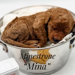 Mina - Red  female Goldendoodle puppy in Mecklenburg County, North Carolina from Rustic Road Doodles