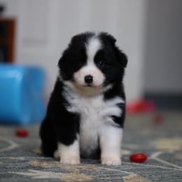 Raven - Black tri female Toy Australian Shepherd puppy in Georgetown, Texas from Minikin Manor