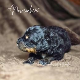 Boy 5 - male Bernedoodle puppy in Cleveland, Georgia from Jam's Doodles And Poodles