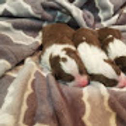 Australian Shepherd Puppies from Crowned Royalty Kennels