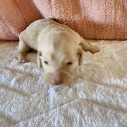 Echo - Red female Dachshund puppy in Adolphus, Kentucky from Walker's Dachshunds