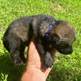 Purple Collar, sable female - Sable female German Shepherd puppy in Milan, Illinois from Stonewick German Shepherds