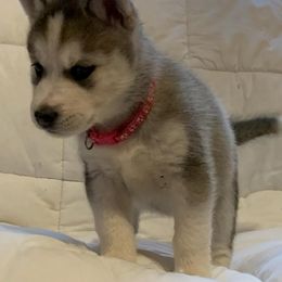 Siberian Husky Puppies from Morgan's Siberian Huskies