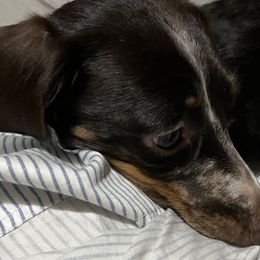 Dachshunds from NOLA Dachshunds