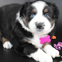 Heart - Black tri-color female Australian Shepherd puppy in Plantersville, Texas from Jak Se Auss