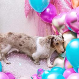 Cupcake - Dachshund