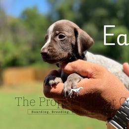 Eagle - male German Shorthaired Pointer puppy in Six Mile, South Carolina from The Proper Pointer Co.