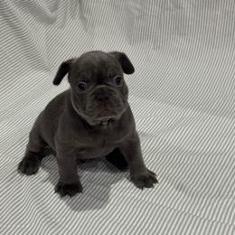 Grey Male - Blue male French Bulldog puppy in Republic, Missouri from Ritchie’s Frenchies