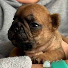 Ruby - Fawn female French Bulldog puppy in Germantown, Ohio from LaBelle Bulldogs