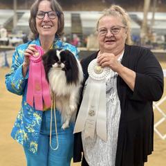 Chihuahua and Japanese Chin All Grown Up from Gift of Gods Favor