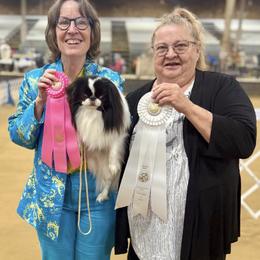 Chihuahua and Japanese Chin All Grown Up from Gift of Gods Favor