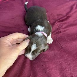 Piper - Brown and white female Bernedoodle puppy in Winfield, Alabama from Rose Lane Doodles