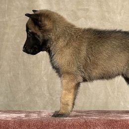 Girl - Pink - Belgian Malinois puppy from Desert Wind Kennels