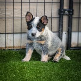 Anatolian Shepherd Dog and Australian Cattle Dog Puppies from 4D Cattle Dogs