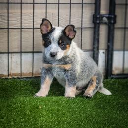 Anatolian Shepherd Dog and Australian Cattle Dog Puppies from 4D Cattle Dogs