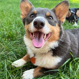 Pembroke Welsh Corgis from Brew City Corgis