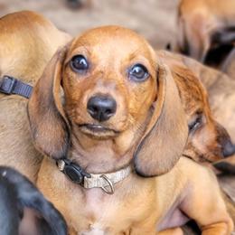 Kaya-Life of the Party Personality - Red female Dachshund puppy in Mountain Grove, Missouri from Blueprint K9 Dachshunds- www.BlueprintK9.com