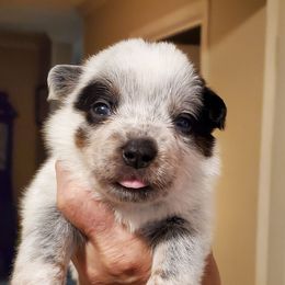 Spotted - Blue speckled female Australian Cattle Dog puppy in Lenoir, North Carolina from Blue Coyote Ranch