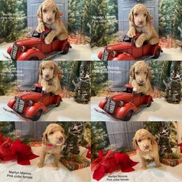 Poodle Puppies from LL Poodles On Tap
