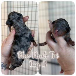 Boy 8 - male Bernedoodle puppy in Youngstown, Florida from Wonderland’s Boujie Kennels