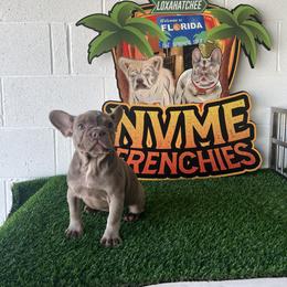 Girl 2 - French Bulldog puppy in Port St Lucie, Florida from NVME Frenchies