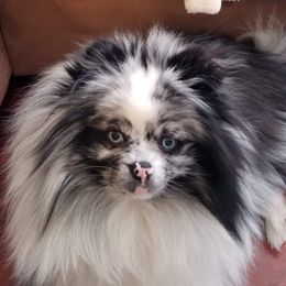Pomeranians from Whiskey Island Poms